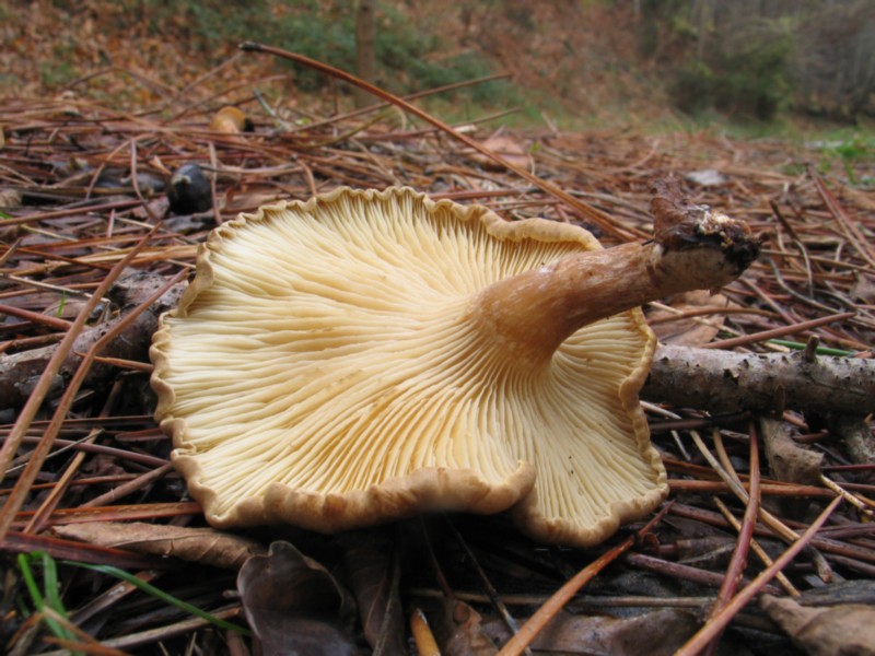 strana clitocybe